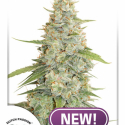 Meringue Feminised Cannabis Seeds | Dutch Passion 