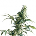 Mexican Sativa Regular Cannabis Seeds | Sensi Seeds Mexican Sativa Regular Cannabis Seeds | Sensi Seeds