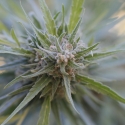 Midnight Kush Feminised Cannabis Seeds Midnight Kush Feminised Cannabis Seeds