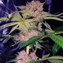 Mimosa Champagne Feminised Cannabis Seeds | Female Seeds Mimosa Champagne Feminised Cannabis Seeds | Female Seeds