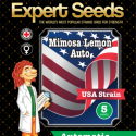 Mimosa Lemon Auto Feminised Cannabis Seeds | Expert Seeds