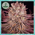 Mimosa x Orange Punch - Double Seeds Mimosa x Orange Punch - Double Seeds