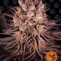 Mimosa x Orange Punch Feminised Cannabis Seeds | Barney's Farm Mimosa x Orange Punch Feminised Cannabis Seeds | Barney's Farm
