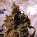 Mind Cantrol Feminised Cannabis Seeds | Dr Krippling.