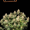 Moby Dick Feminised Cannabis Seeds | Seed Stockers Moby Dick Feminised Cannabis Seeds | Seed Stockers