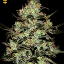 Moby Dick Feminised Cannabis Seeds | Green House Seeds Moby Dick Feminised Cannabis Seeds | Green House Seeds