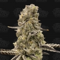 Mochi Mints Feminised Cannabis Seeds - Terp Treez