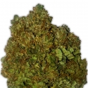 Money Bush Feminised Cannabis Seeds | Heavyweight Seeds Money Bush Feminised Cannabis Seeds | Heavyweight Seeds