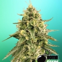 Monkey Bomb Feminised Cannabis Seeds | Bomb Seeds
