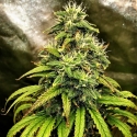 Monolith Mass Feminsed Cannabis Seeds | Critical Mass Collective Seeds