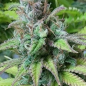 .Monster Mass Feminsed Cannabis Seeds | Critical Mass Collective Seeds