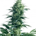 Mother's Finest Regular Cannabis Seeds | Sensi Seeds 