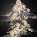 Moweeto Feminised Cannabis Seeds | Green House Seeds.