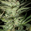 Mozzarella Feminised Cannabis Seeds Mozzarella Feminised Cannabis Seeds
