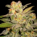 NL Automatic Feminised Cannabis Seeds NL Automatic Feminised Cannabis Seeds