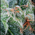 NL5 Haze Mist Feminised Cannabis Seeds | Green House Seeds NL5 Haze Mist Feminised Cannabis Seeds | Green House Seeds