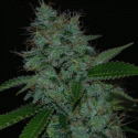 Narcotherapy Auto Feminised Cannabis Seeds | Cream Of The Crop