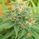 Narcotic Kush Auto Feminised Cannabis Seeds | Cream Of The Crop Narcotic Kush Auto Feminised Cannabis Seeds | Cream Of The Crop