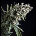 Auto Nefertiti Feminised Cannabis Seeds | Pyramid Seeds Auto Nefertiti Feminised Cannabis Seeds | Pyramid Seeds