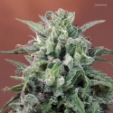 Nepal Annapurna Regular Cannabis Seeds | Ace Seeds.