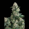 New York City Feminised Cannabis Seeds | Pyramid Seeds New York City Feminised Cannabis Seeds | Pyramid Seeds
