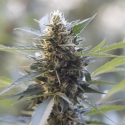 Northern Light x Skunk Feminised Cannabis Seeds