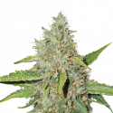 Northern Lights Auto Feminised Cannabis Seeds | Seed Stockers