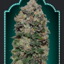 Northern Lights Feminised Cannabis Seeds | OO Seeds