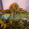 Northern Light x Big Bud Auto Feminised Cannabis Seeds | World of Seeds