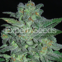 Northern Lights Feminised Cannabis Seeds | Expert Seeds