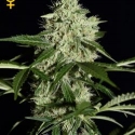 NL Auto Feminised Cannabis Seeds | Green House Seeds NL Auto Feminised Cannabis Seeds | Green House Seeds