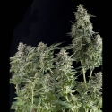 Auto Northern Lights Feminised Cannabis Seeds | Pyramid Seeds