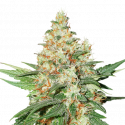 O.G. Kush Auto Feminised Cannabis Seeds | Seed Stockers