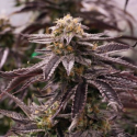 OGKZ Feminised Cannabis Seeds | Humboldt Seed Organisation