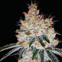 OGesus Auto Feminised Cannabis Seeds | Expert Seeds OGesus Auto Feminised Cannabis Seeds | Expert Seeds