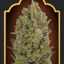 OO Hashchis Feminised Cannabis Seeds (Formerly OO Cheese) | OO Seeds OO Hashchis Feminised Cannabis Seeds (Formerly OO Cheese) | OO Seeds