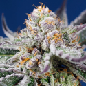 Orange Apricot Glue XL Auto Feminised Cannabis Seeds | Sweet Seeds.