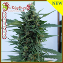 OG Kush Auto Feminised Cannabis Seeds | Kera Seeds OG Kush Auto Feminised Cannabis Seeds | Kera Seeds