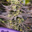 Oracle Octane Feminised Cannabis Seeds - Anesia Seeds Oracle Octane Feminised Cannabis Seeds - Anesia Seeds