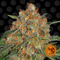 Orange Sherbert Feminised Cannabis Seeds | Barney's Farm 