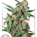 Orange Bud Regular Cannabis Seeds | Dutch Passion Orange Bud Regular Cannabis Seeds | Dutch Passion