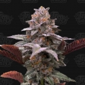 Auto Oreoz x Orange Punch Cannabis Seeds - Terp Treez