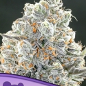 Original Gorilla Feminised Cannabis Seeds - Anesia Seeds