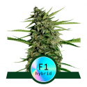 Orion F1 Auto Feminised Cannabis Seeds | Royal Queen Seeds.
