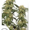 Pamir Gold Feminised Cannabis Seeds | Dutch Passion 