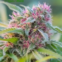 Panama Red Feminised Cannabis Seeds - Anesia Seeds Panama Red Feminised Cannabis Seeds - Anesia Seeds