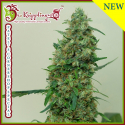 Patel's Cornershop Suprise Feminised Cannabis Seeds | Dr Krippling Patel's Cornershop Suprise Feminised Cannabis Seeds | Dr Krippling