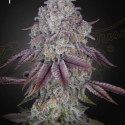 Persian Pie Feminised Cannabis Seeds | Green House Seeds. Persian Pie Feminised Cannabis Seeds | Green House Seeds.