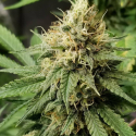Pineapple Crack Feminised Cannabis Seeds | Top Shelf Elite