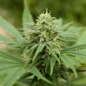 Pineapple Express #2 Feminised Cannabis Seeds